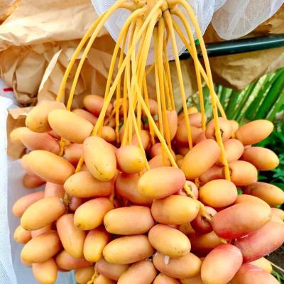 Chà là Dahan - 126